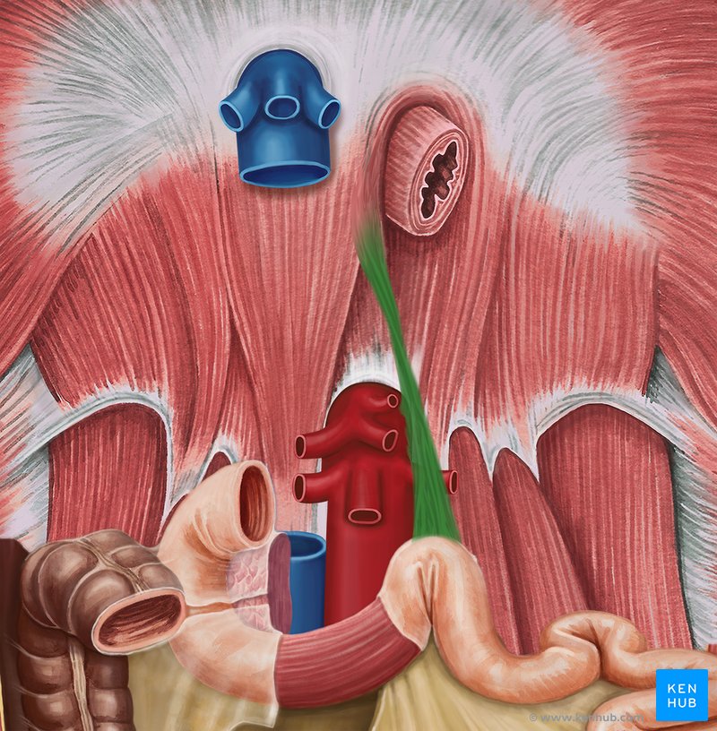 Ligament of Treitz Suspensory ligament of duodenum Kenhub