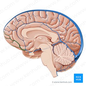 Vena anterior cerebri (Vordere Hirnvene); Bild: Paul Kim