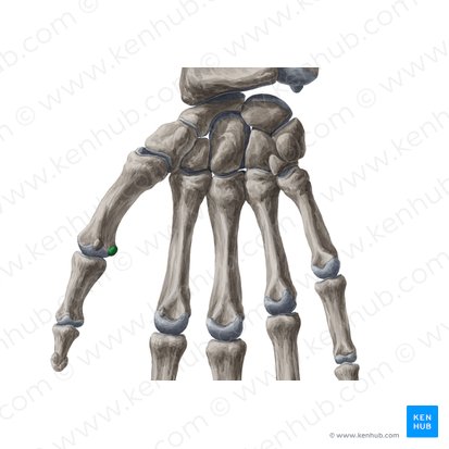 Os sesamoideum ulnare articulationis metacarpophalangeae pollicis (Ellenseitiges Sesambein des Daumens); Bild: Yousun Koh