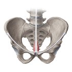 Pyramidalis muscle