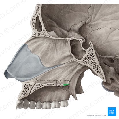 Espinha nasal posterior do osso palatino (Spina nasalis posterior ossis palatini); Imagem: Yousun Koh