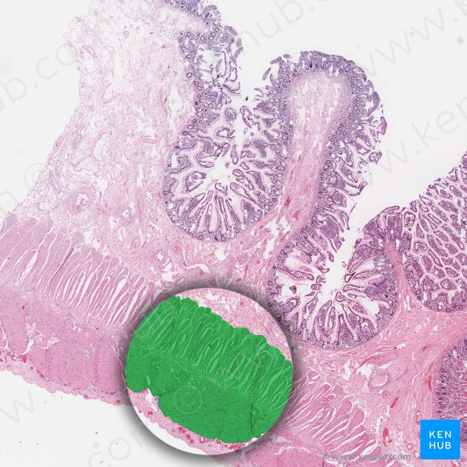 Capa muscular (Tunica muscularis); Imagen: 