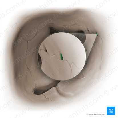 Foramen etmoidal anterior (Foramen ethmoidale anterius); Imagen: Paul Kim