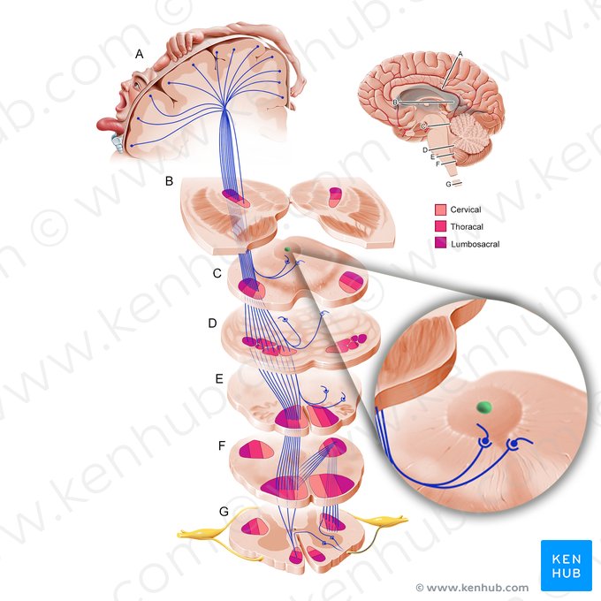 Aqueduto cerebral (Aqueductus cerebri); Imagem: Paul Kim