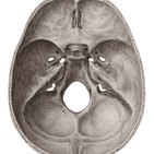 Foramina and fissures of the skull