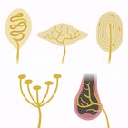Mechanoreceptive somatic senses