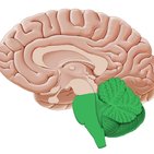 Rhombencephalon (Rautenhirn)