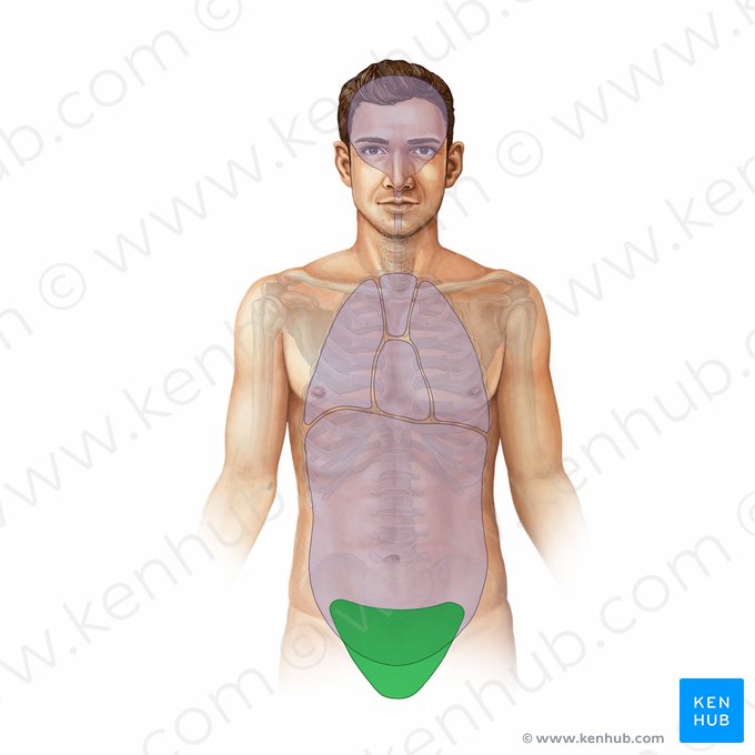 Cavidad de la pelvis (Cavitas pelvis); Imagen: Paul Kim