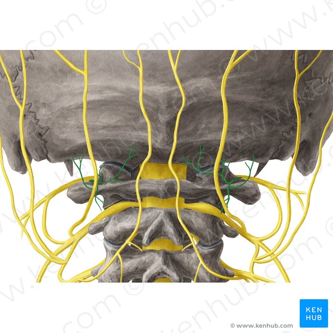 Nervo suboccipital (Nervus suboccipitalis); Imagem: Yousun Koh