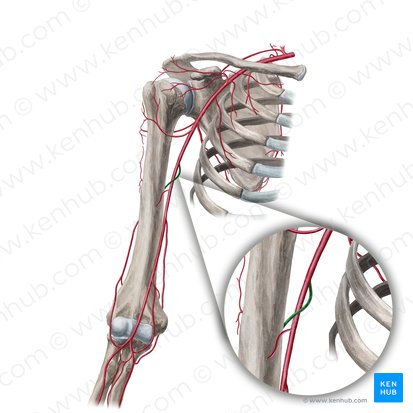 Arteria braquial profunda (Arteria profunda brachii); Imagen: Yousun Koh
