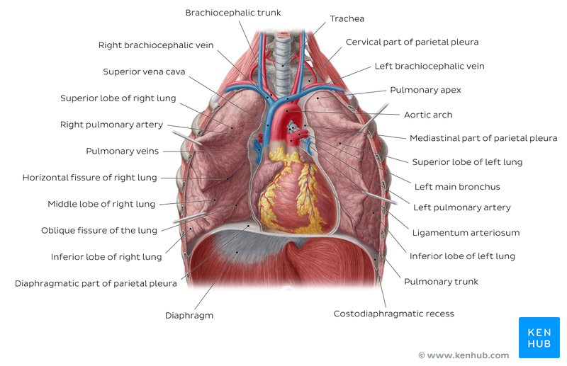 Thorax: Anatomy, wall, cavity, organs & neurovasculature | Kenhub
