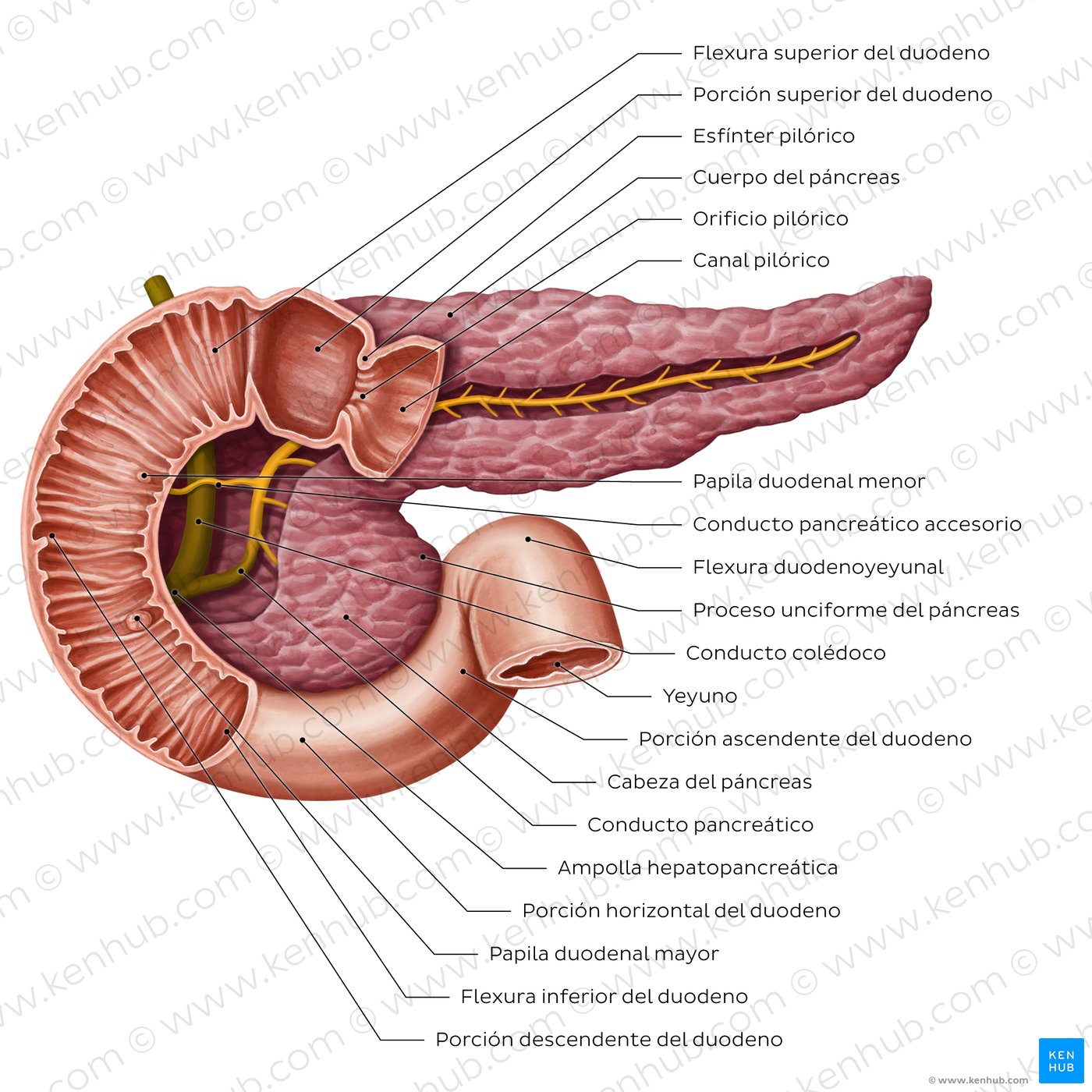 Conductos pancreáticos