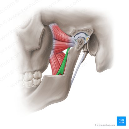 Ligamento esfenomandibular (Ligamentum sphenomandibulare); Imagen: Paul Kim