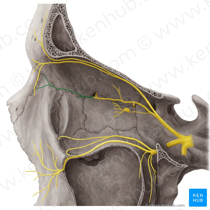 Infratrochlear nerve (Nervus infratrochlearis); Image: Yousun Koh