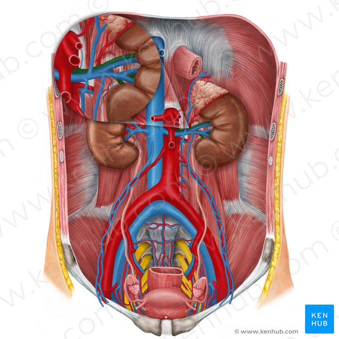 Artéria renal esquerda (Arteria renalis sinistra); Imagem: Irina Münstermann