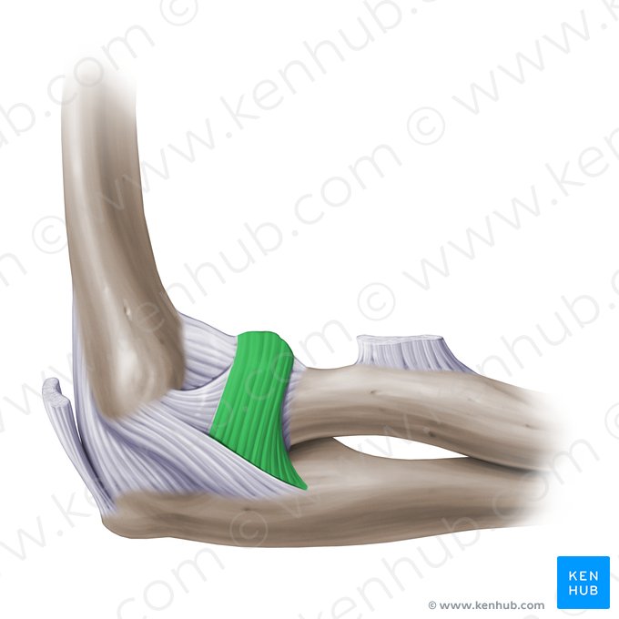 Ligamento anular do rádio (Ligamentum anulare radii); Imagem: Paul Kim