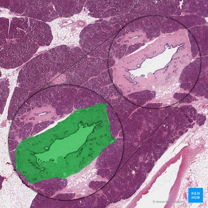 Conducto pancreático (Ductus pancreaticus); Imagen: 