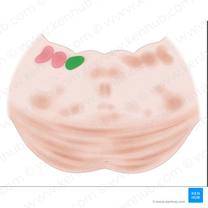 Núcleo vestibular medial (Nucleus vestibularis medialis); Imagen: Paul Kim