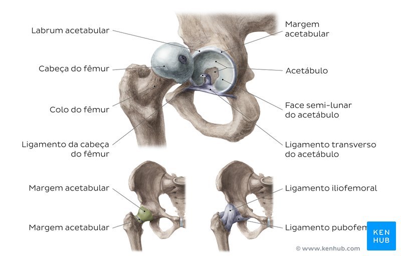 Articulação do quadril (anca) - vista geral