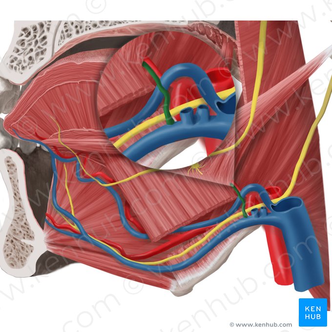 Vena dorsal de la lengua (Vena dorsalis linguae); Imagen: Begoña Rodriguez