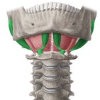 Suprahyoidale Muskulatur