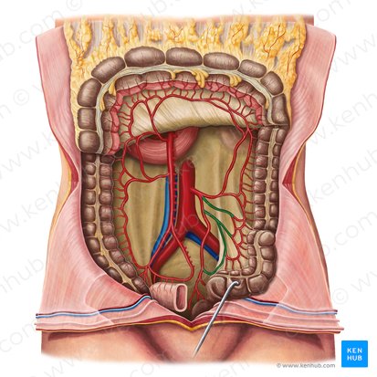 Sigmoid arteries (Arteriae sigmoideae); Image: Irina Münstermann