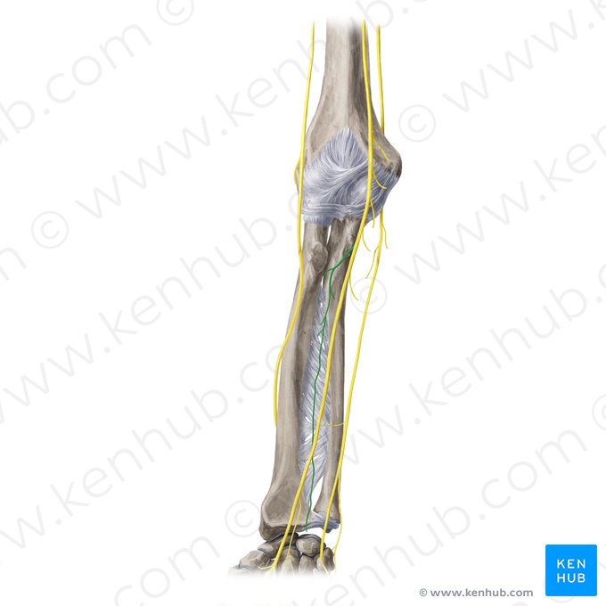 Nervio interóseo antebraquial anterior (Nervus interosseous anterior); Imagen: Yousun Koh