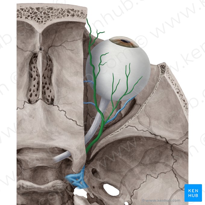 Vena ophthalmica superior (Obere Augenvene); Bild: Yousun Koh