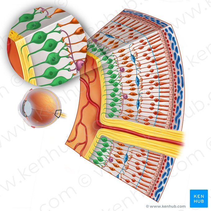 Retinal ganglion cell (Neuron ganglionare multipolare retinae); Image: Irina Münstermann