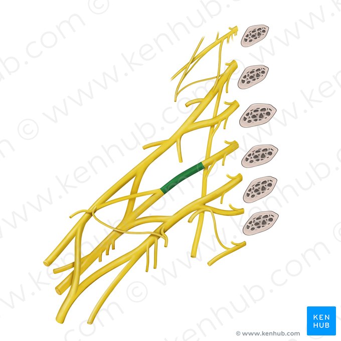 Tronco medio del plexo braquial (Truncus medius plexus brachialis); Imagen: Begoña Rodriguez