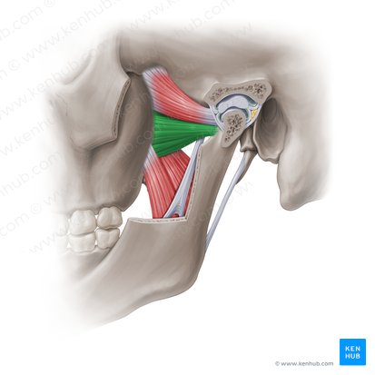 Inferior head of lateral pterygoid muscle (Caput inferius musculi pterygoidei lateralis); Image: Paul Kim