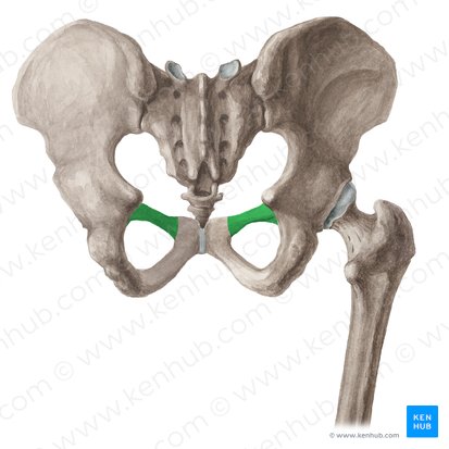 Rama superior del pubis (Ramus superior ossis pubis); Imagen: Liene Znotina