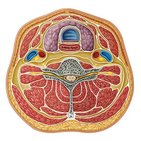 Compartiments du cou