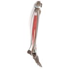 Fibularis longus muscle (3D)