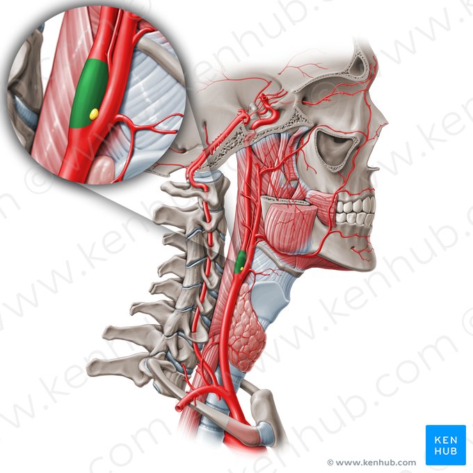 Sinus carotidis (Karotissinus); Bild: Paul Kim