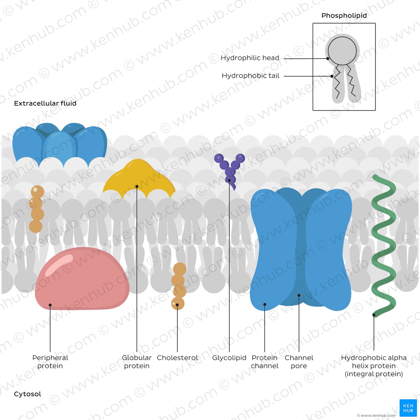 Cell membrane: fundamental structure and parts
