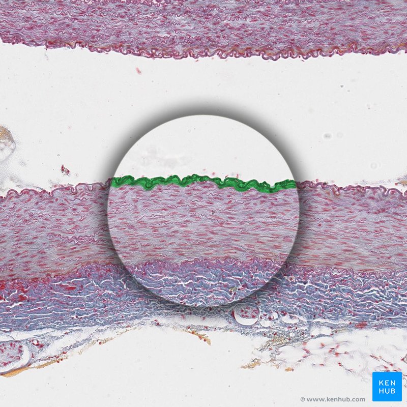Arterial tunica intima - histological slide