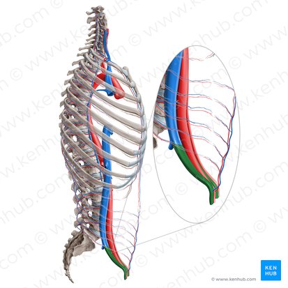 External iliac vein (Vena iliaca externa); Image: Paul Kim