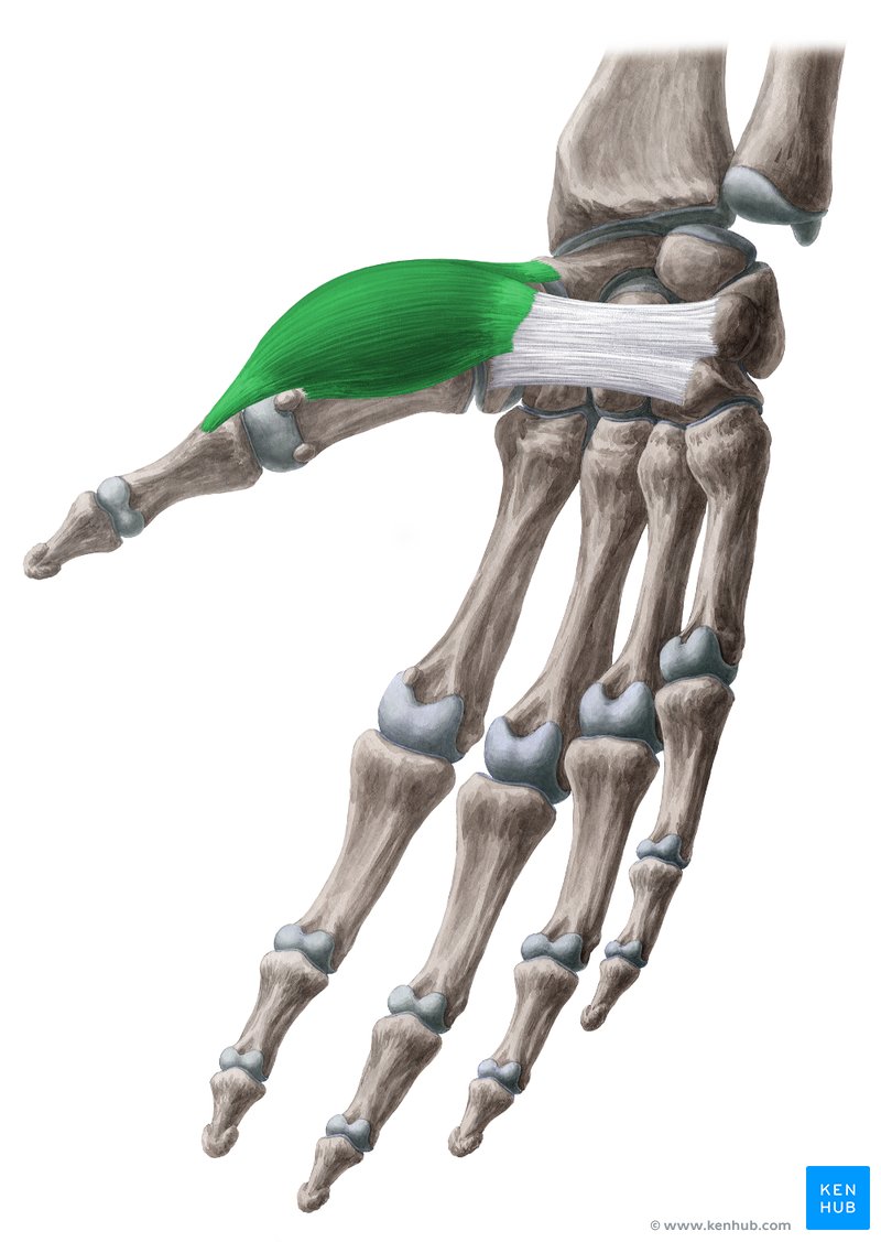 Adductor Longus muscle