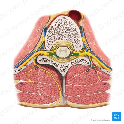Raiz posterior do nervo espinal (Radix posterior nervi spinalis); Imagem: Rebecca Betts