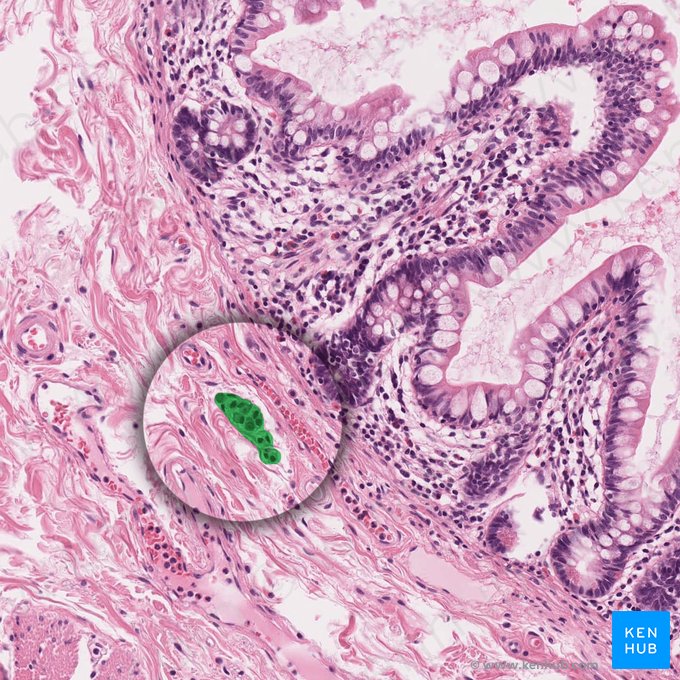 Submucosal plexus (of Meissner) (Plexus nervosus submucosus); Image: 