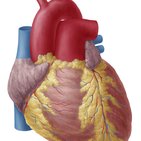 Conduction system of the heart