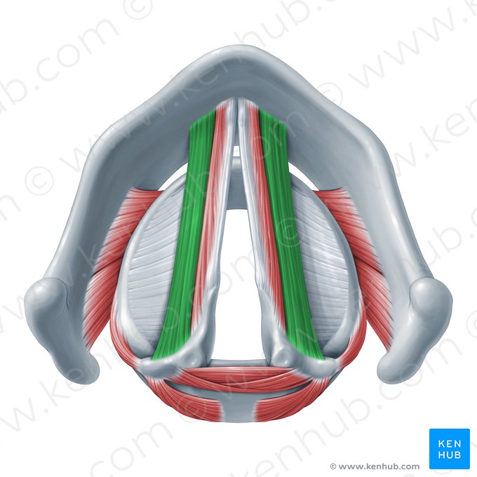 Musculus thyroarytenoideus (Schildknorpel-Stellknorpel-Muskel); Bild: Paul Kim