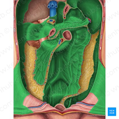 Peritoneum parietale (Parietales Bauchfell); Bild: Irina Münstermann