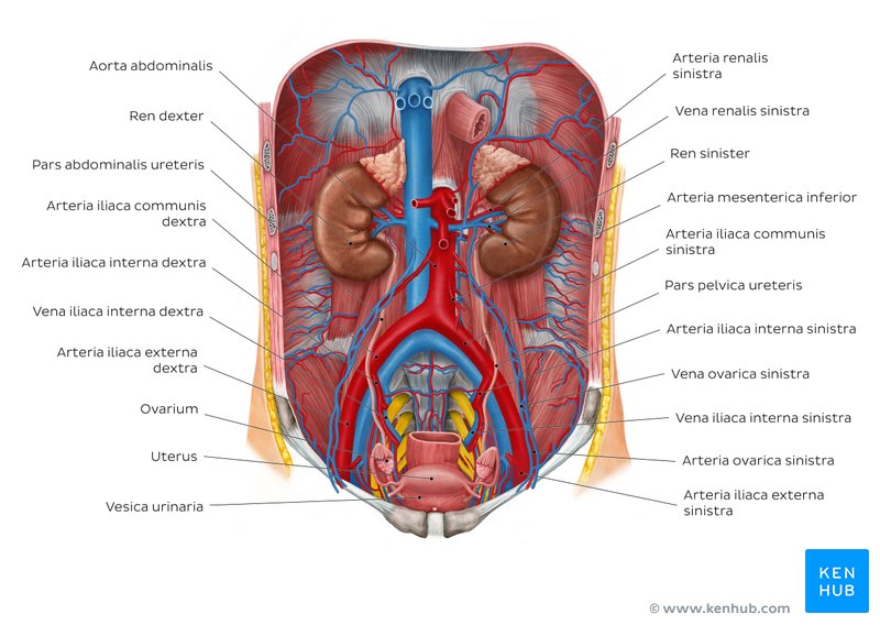  Nieren, Harnleiter und benachbarte Strukturen in situ