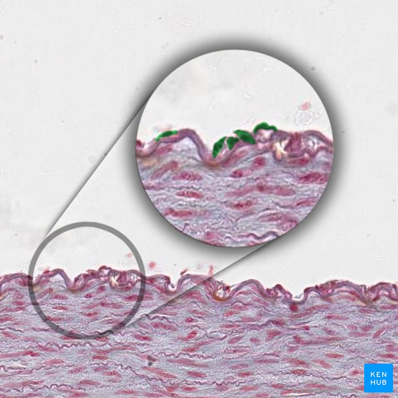 Endothelial cells