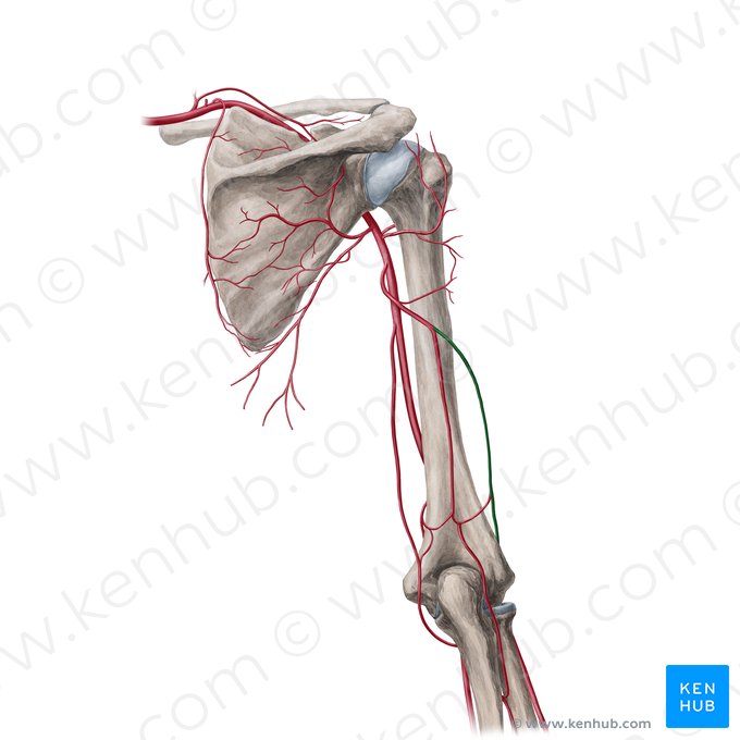 Artéria colateral radial (Arteria collateralis radialis); Imagem: Yousun Koh