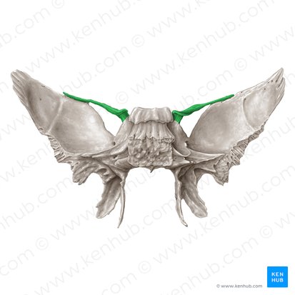 Asa menor do osso esfenoide (Ala minor ossis sphenoidalis); Imagem: Samantha Zimmerman