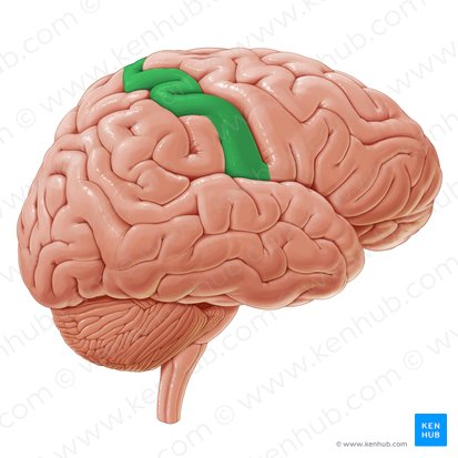 Gyrus postcentralis (Hintere Zentralwindung); Bild: Paul Kim