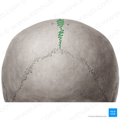 Sagittal suture (Sutura sagittalis); Image: Yousun Koh